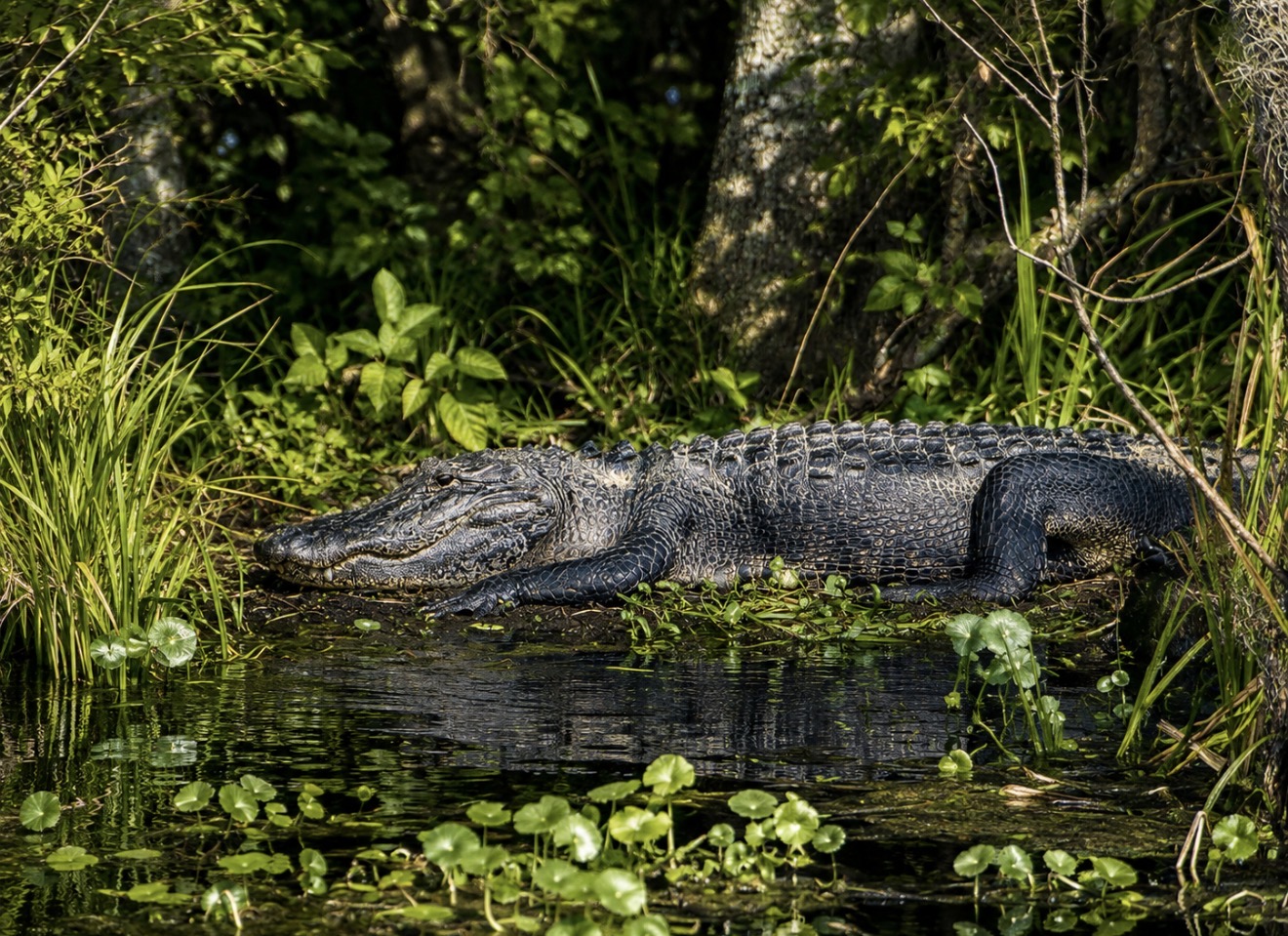 American alligator resting naturally along the Silver River