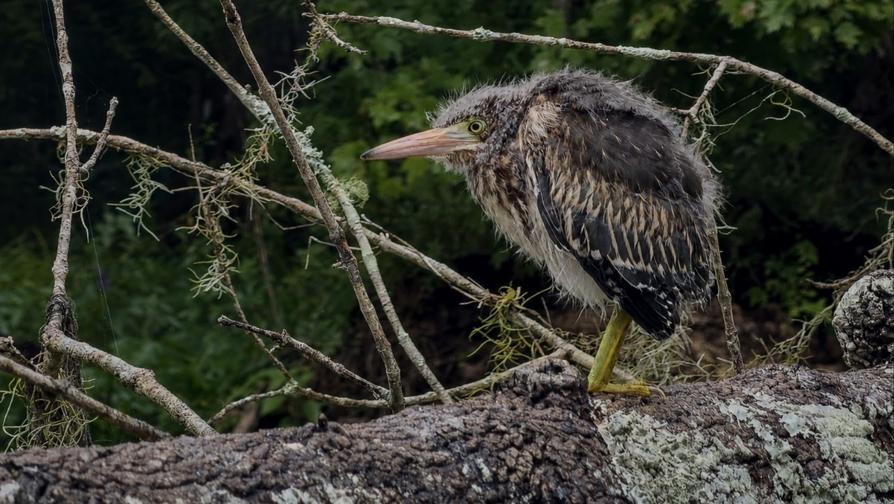 Juvenile Green Heron perched on a rain darkened fallen tree along the Silver River, photographed by Brad Mullins